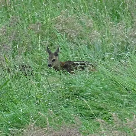 Wirtshaus Neuenkirchen Guest house